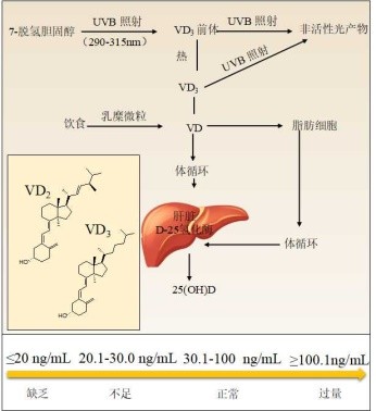 反映维生素d营养状况最佳指标,怎样看维生素d的配方