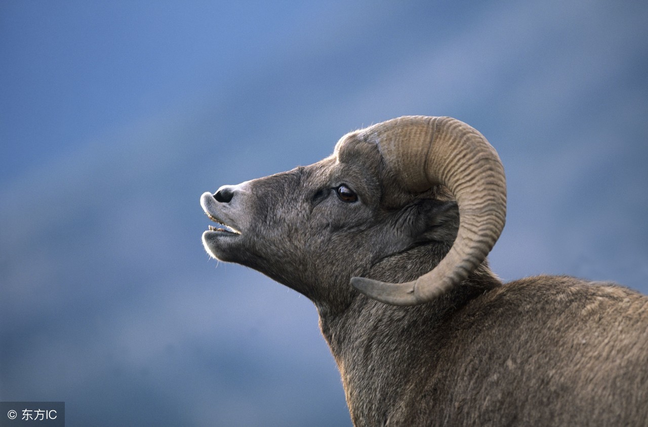 养羊技术分享羊支气管炎防治办法,养羊怎么防羊瘟