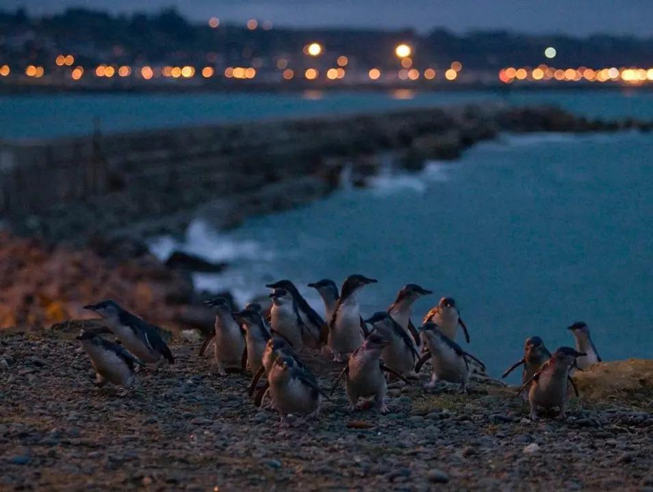 澳大利亚和新西兰旅行哪个贵,澳大利亚和新西兰怎么玩