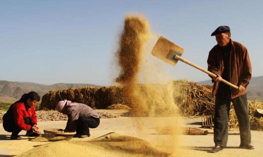 小米是浅黄色好还是暗黄色好,选小米好还是红米好