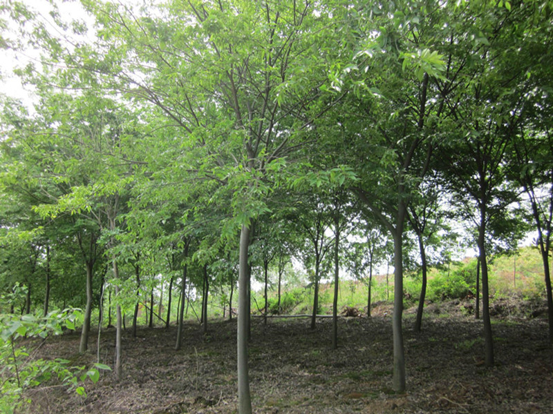 最具潜力的七种苗木,这三种果树不能混栽