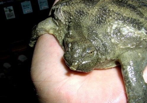 龟鳖目动物大全及图片,所有龟鳖类动物