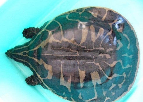 科普龟类知识视频展示,所有龟鳖类动物