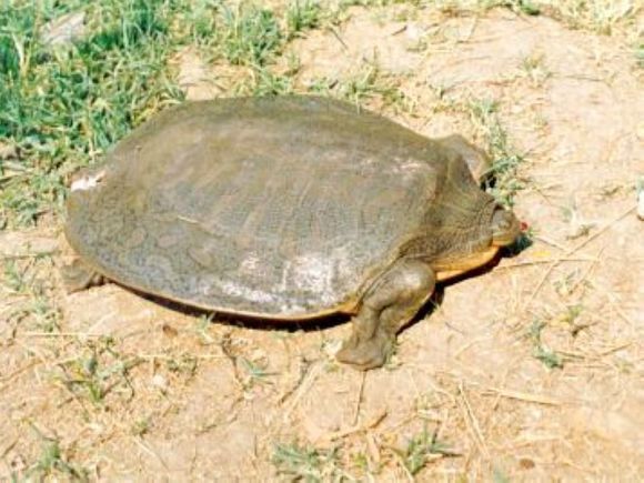 科普龟类知识视频展示,所有龟鳖类动物