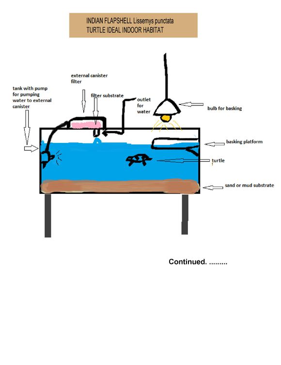 龟鳖目动物大全及图片,所有龟鳖类动物
