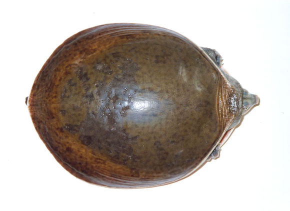 科普龟类知识视频展示,所有龟鳖类动物