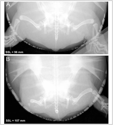 龟鳖目动物大全及图片,所有龟鳖类动物