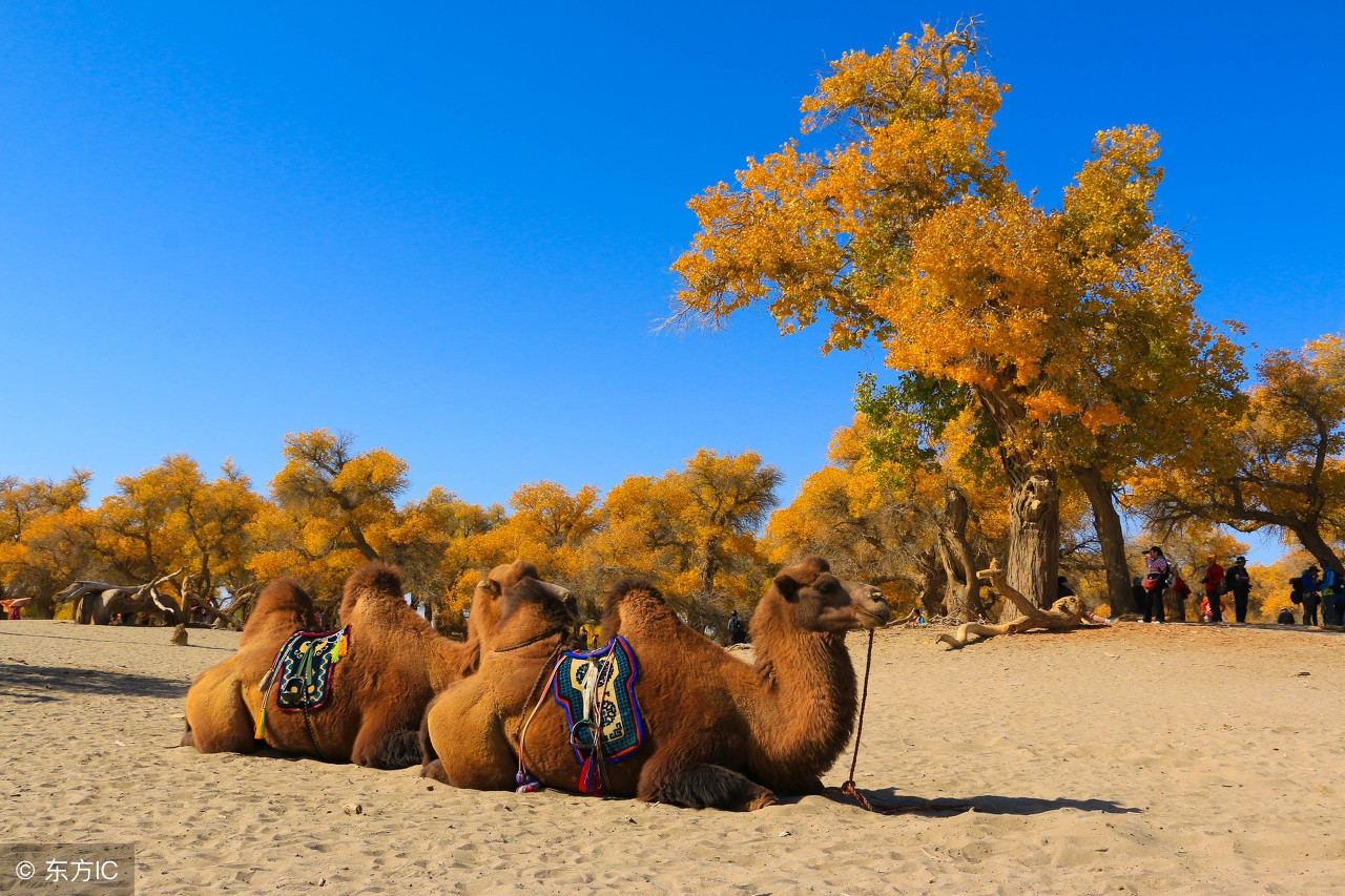 额济纳胡杨林露营攻略,额济纳胡杨林自驾游免费露营