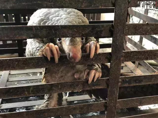 朋友圈代购真实案例,揭露各种海外代购真相