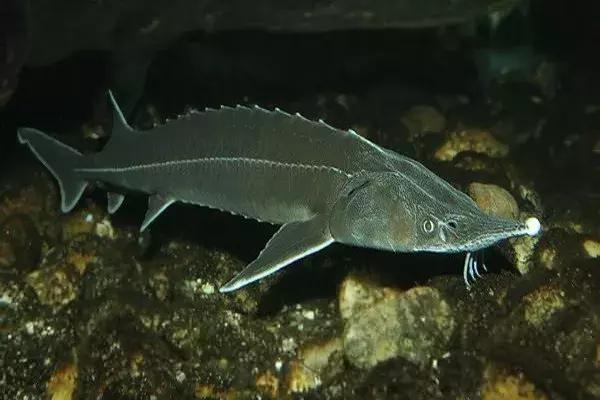 朋友圈代购真实案例,代购究竟有多暴利