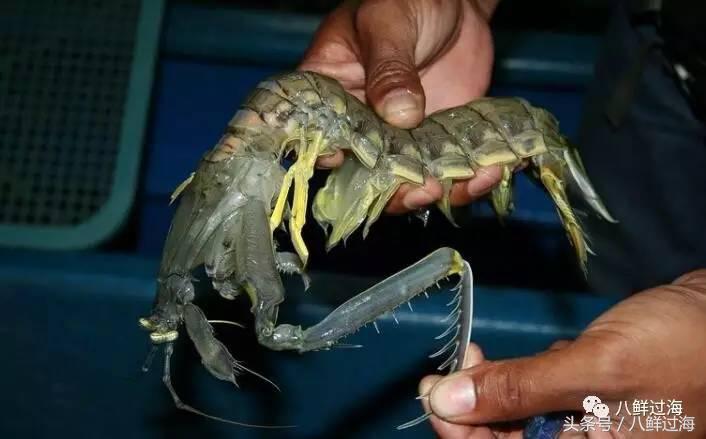 比手臂还大的皮皮虾吃起来超过瘾,比手臂还粗的皮皮虾你吃过了吗