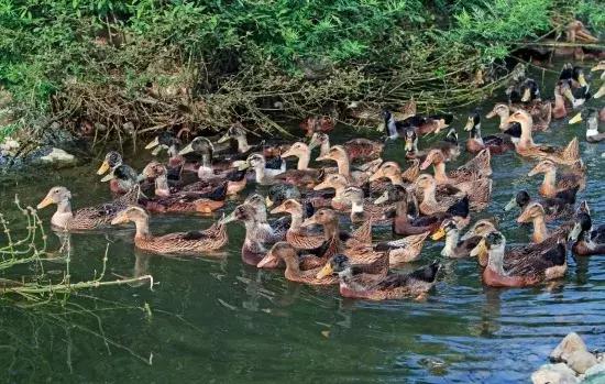 贵州鸭业,贵州鸭农业