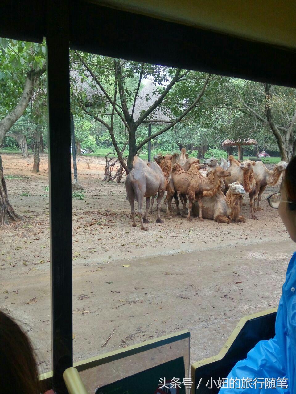 全国唯一可以看考拉的动物园,考拉野生动物园
