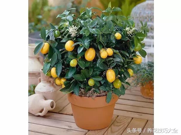 聚财旺家保平安,家里放什么聚财聚运气