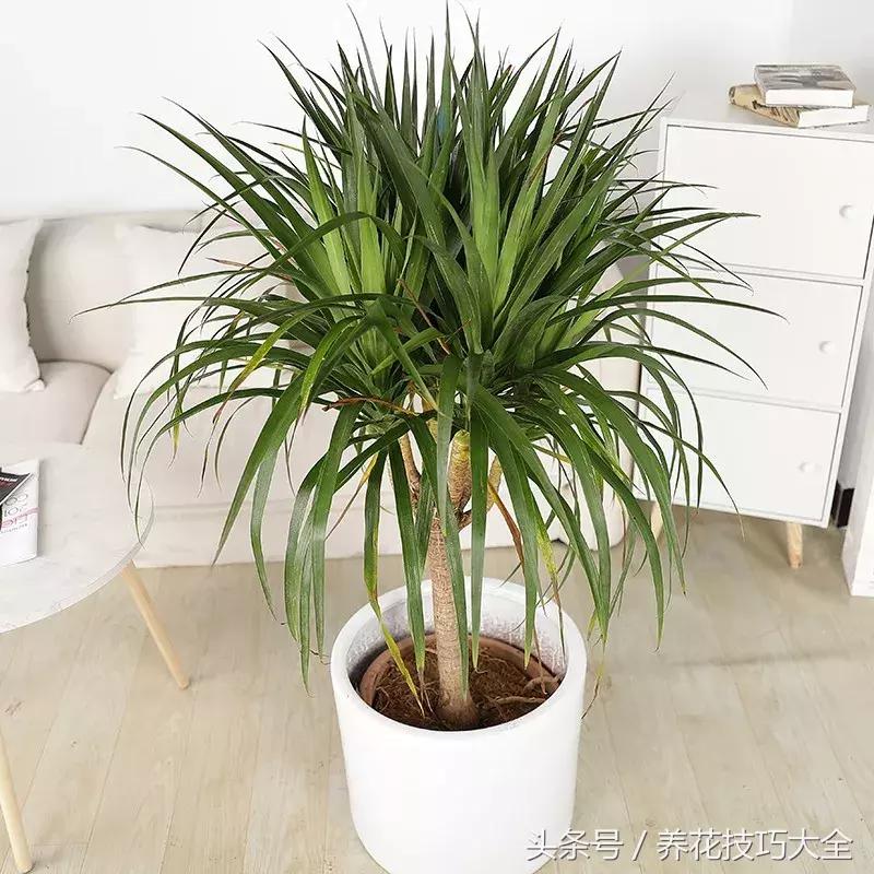 聚财旺家保平安,家里放什么聚财聚运气