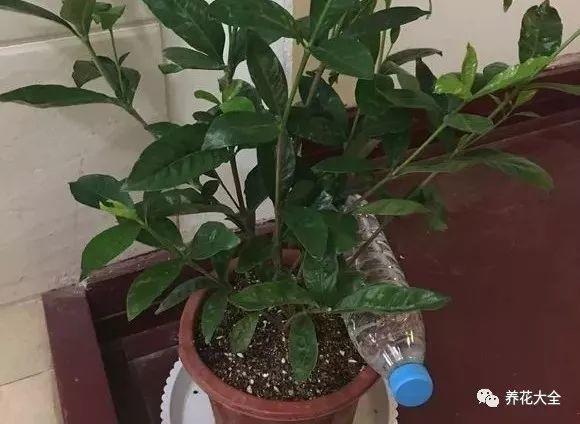 用塑料瓶自己做自动浇水种菜神器,空瓶子改造浇水器的小妙招