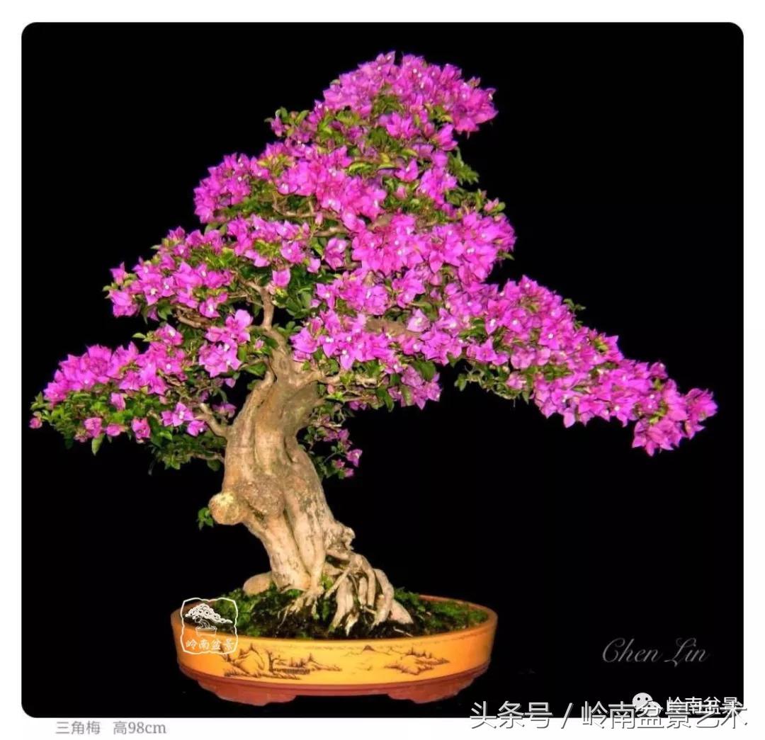 精品掌中宝三角梅盆景,顶级国宝级三角梅盆景