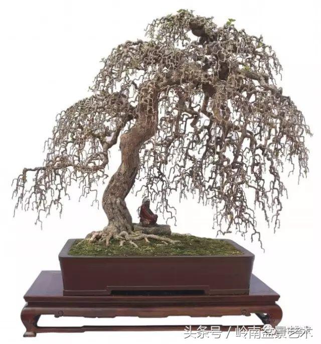 精品掌中宝三角梅盆景,顶级国宝级三角梅盆景