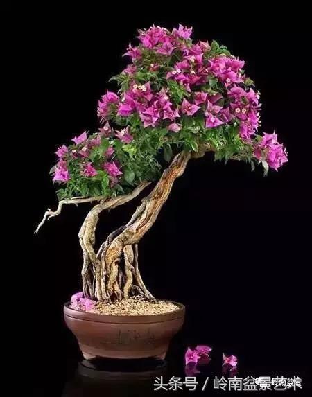 精品掌中宝三角梅盆景,顶级国宝级三角梅盆景