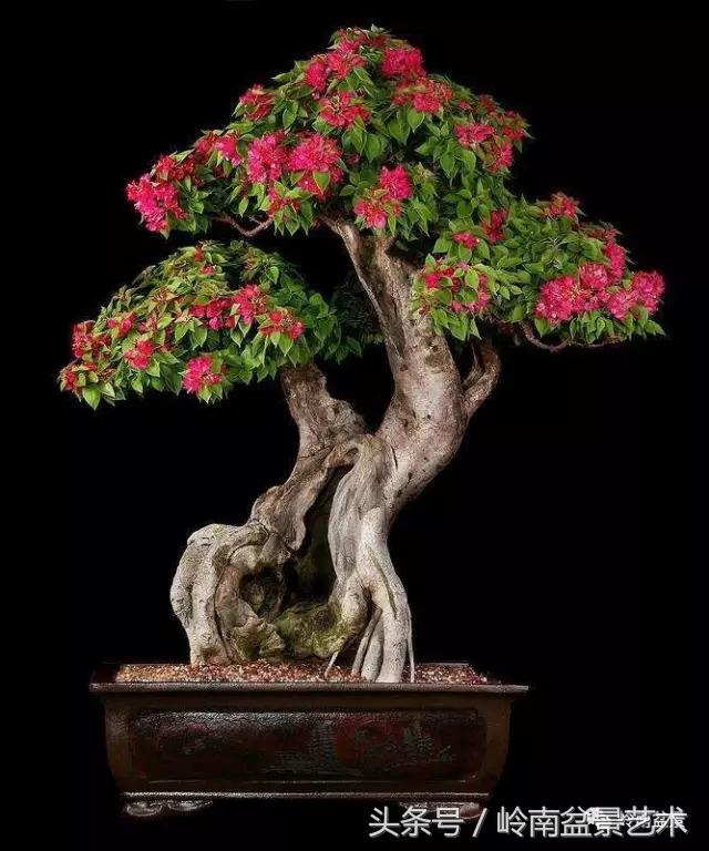 精品掌中宝三角梅盆景,顶级国宝级三角梅盆景