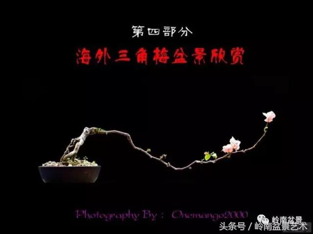 精品掌中宝三角梅盆景,顶级国宝级三角梅盆景