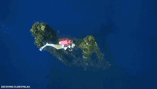 帕劳海底图片大全,帕劳海底世界旅游