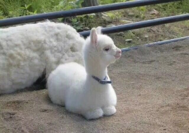 秦皇岛南戴河遛娃好去处,秦皇岛北戴河南戴河亲子游