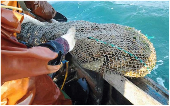 太热情，应邀来给大家介绍下家乡大连长海野生海参和当地生活！