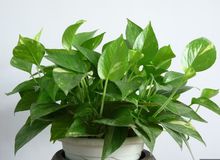 甲醛克星第一名植物好养,植物吸甲醛好还是活性炭吸甲醛好