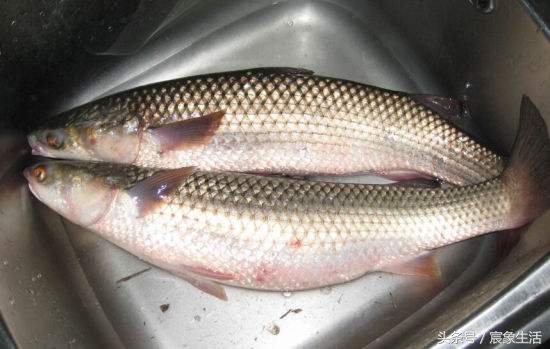 钓鱼零基础台钓知识大全,淡水鱼品种及习性大图