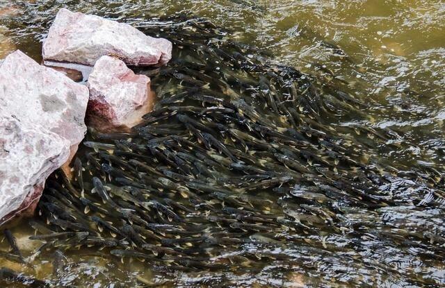 这种鱼很多人没吃过肉质细嫩鲜美,肉质鲜美但是濒临灭绝的鱼