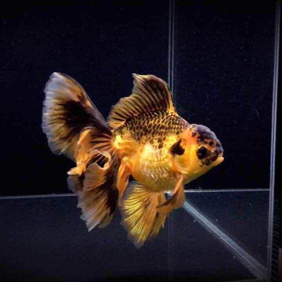 锦鲤加温25-30度为什么好活泼,金鱼水产养殖的正确方法