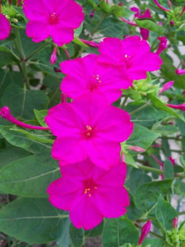 又见一朵美丽的茉莉花,七彩紫茉莉花