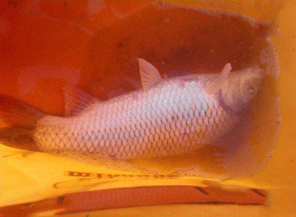 江边手竿赤眼鱼怎么钓,赤江钓鱼