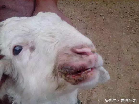近日羊烂嘴多发提前做好防治措施！