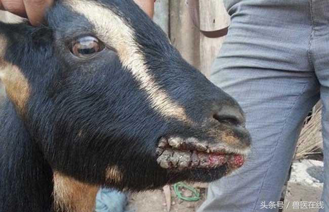 小羊烂嘴是怎么回事,怎么预防羊烂嘴病