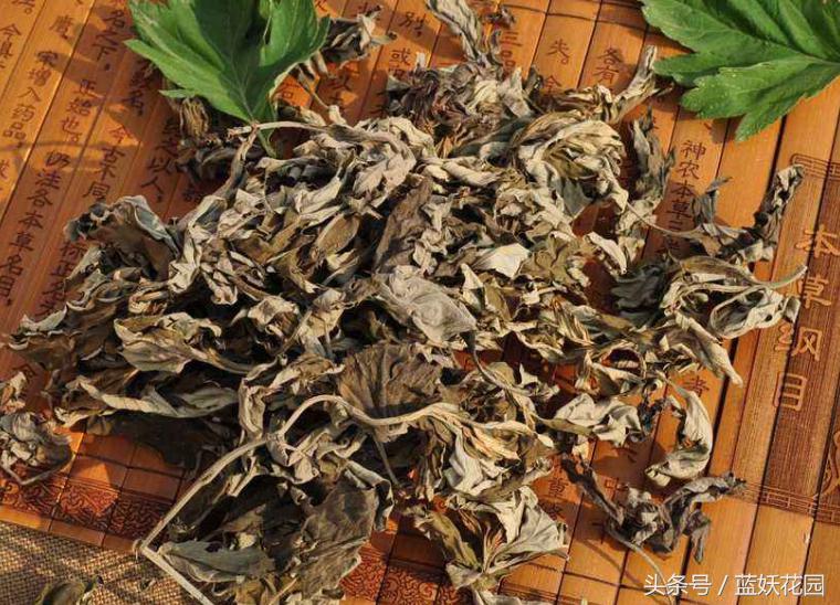 门前放艾草什么作用,大号艾草和小号艾草有什么区别