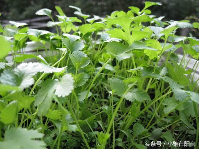 香菜很难出芽最快催芽方法,香菜种植发芽快方法