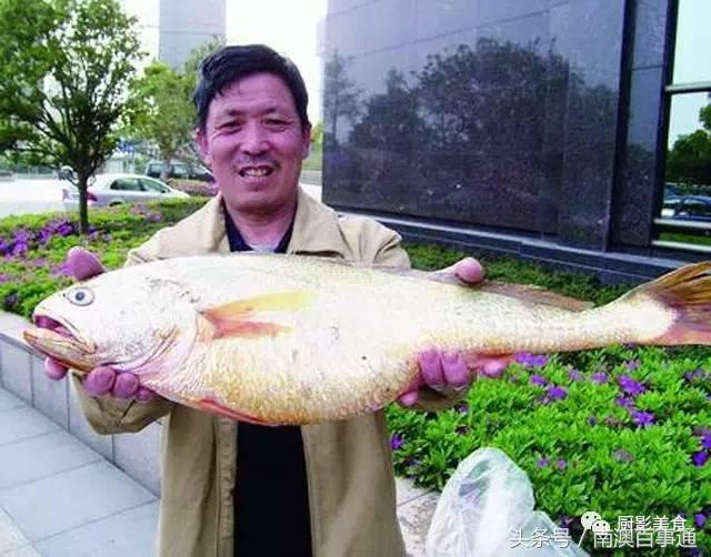 汕头南澳金钱鮸,最贵鮸鱼