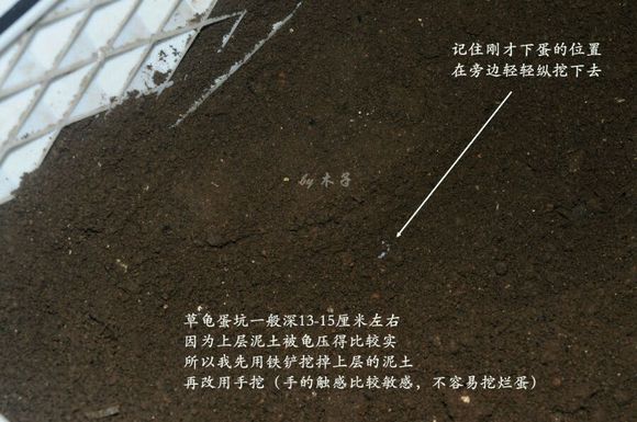 草龟繁殖经验分享孵蛋40天破壳,草龟孵化及幼龟养殖