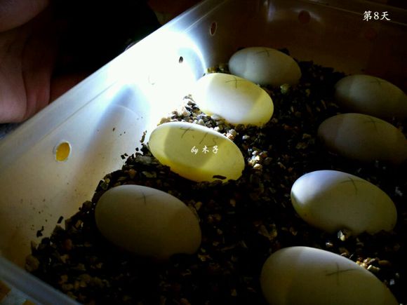 草龟繁殖经验分享孵蛋40天破壳,草龟孵化及幼龟养殖