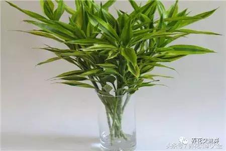 家中养什么花聚财旺家保平安,聚财旺家保平安