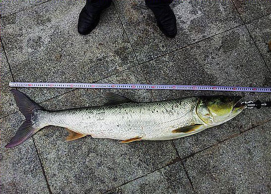此鱼游泳迅速，行动敏捷，被广大钓友称为“水老虎”