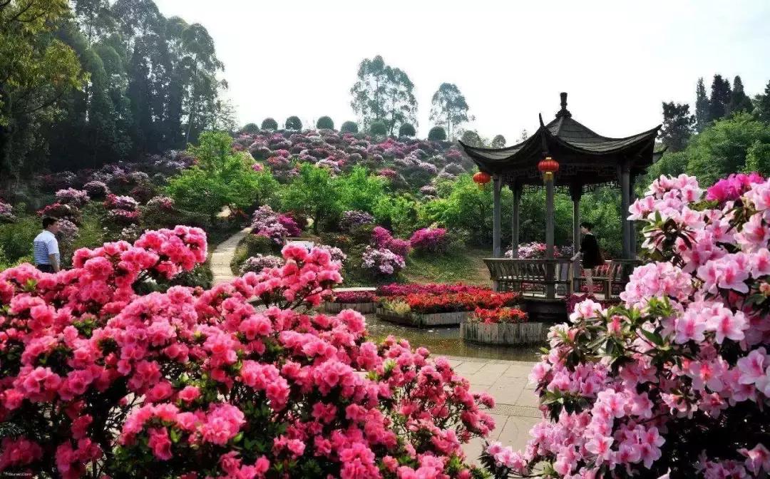 成都的5a景点有哪些,成都周边的5a景区有哪些