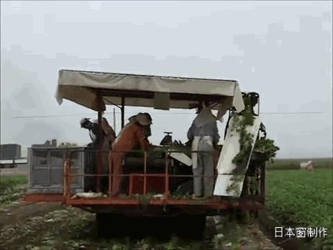日本农民怎么种地,老农种地真容易