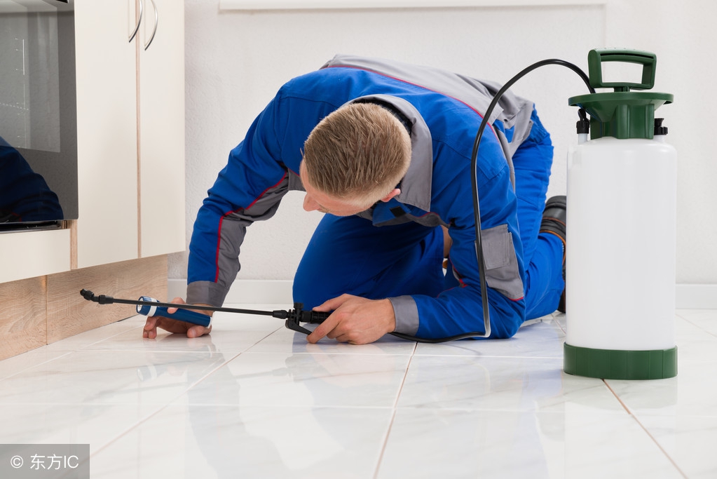 消灭蟑螂最好最有效方法是什么,蟑螂到底能不能被彻底消灭