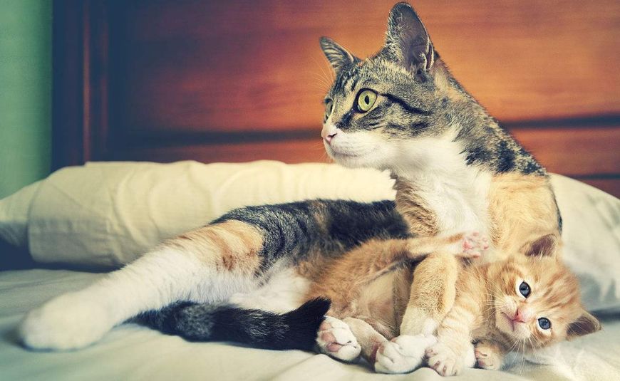 家里来了别的猫自家猫好生气,原住民对新来的猫会有什么动作