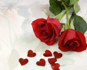 刺玫花和玫瑰花的香味,刺玫花和玫瑰花是一个花名吗