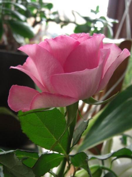 刺玫花和玫瑰花的香味,刺玫花和玫瑰花是一个花名吗