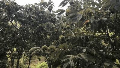 风物特产推介,湖北罗田大红袍板栗